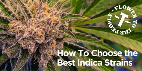 best terrapin strains|Choosing the Best Indica Strains: Terrapins Easy Guide